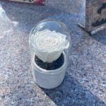 rose éternelle blanche stabilisée naturelle sur tombe après nettoyage